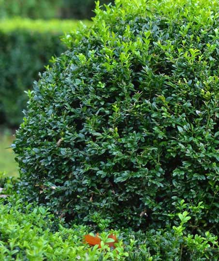 Cut Ups Lawn Service Inc Shrubs & Hedges