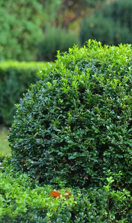 Cut Ups Lawn Service Inc Shrubs & Hedges