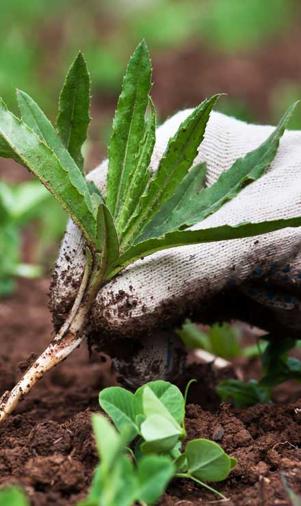 Cut Ups Lawn Service Inc Weed Control services