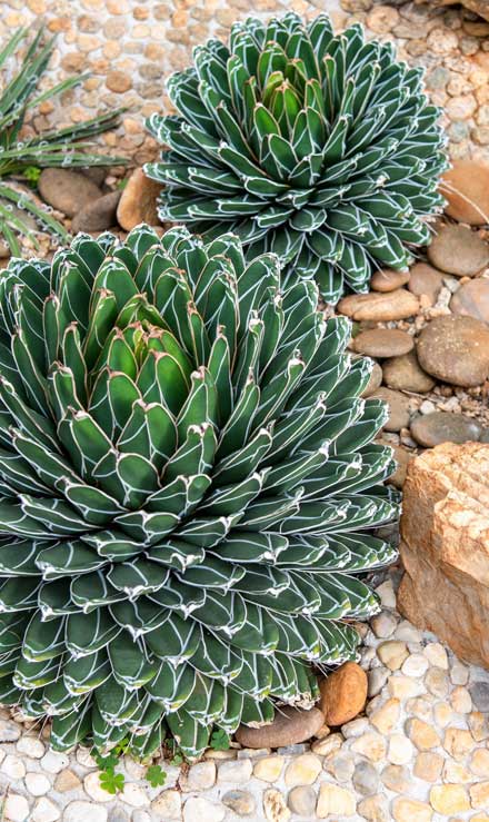 Cut Ups Lawn Service Inc Xeriscaping