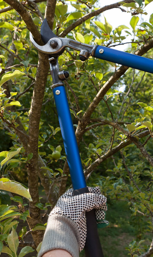 Cut Ups Lawn Service Inc Tree Pruning Services